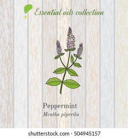 Pure essential oil collection, peppermint. Wooden texture background. Vector illustration