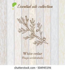 Pure essential oil collection, white cedar. Wooden texture background. Vector illustration