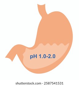 Pure gastric juice pH values. Vector pH human gastric juice level on white. Normal gastric juice pH balance 1.0-2.0 medical research value. pH gastric juice value on stomach organ image.