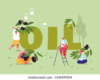 Pure Olive Oil Production and Using Concept. Male and Female Characters Gardening and Harvesting Ripe Olives for Cooking Oil and Cosmetics Poster Banner Flyer Brochure Cartoon Flat Vector Illustration