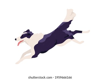 Purebred Border Collie running fast and chasing smb. Shepherd dog rushing with tongue hanging out. Doggy profile. Colored flat vector illustration of doggie isolated on white background