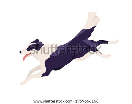 Purebred Border Collie running fast and chasing smb. Shepherd dog rushing with tongue hanging out. Doggy profile. Colored flat vector illustration of doggie isolated on white background