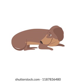 Purebred brown dachshund dog lying on the floor vector Illustration on a white background