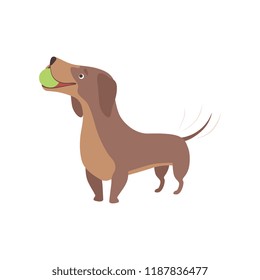 Purebred brown dachshund dog playing with ball vector Illustration on a white background