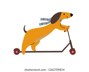 Purebred Brown Dachshund Dog Riding Kick Scooter, Funny Playful Pet Animal Cartoon Character Vector Illustration