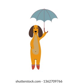 Purebred Brown Dachshund Dog Wearing Rubber Boots Standing Under Umbrella, Funny Playful Pet Animal Cartoon Character Vector Illustration