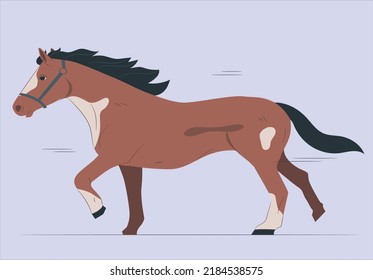 Purebred brown horse isolated on white background. Chestnut horse galloping free isolated on white background