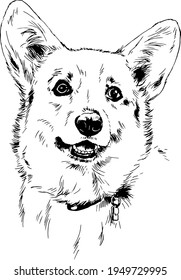 Purebred Corgi Dog, Hand-drawn In Full-length Ink, Sketch