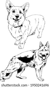 purebred corgi dog, hand-drawn in full-length ink, sketch