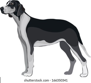 purebred dog