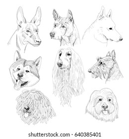 Purebred dog sketch portraits. Hand drawn dog collection isolated on white background.