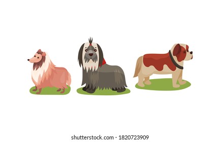 Purebred Dogs or Canine with Sheep Dog and Terrier Standing on Green Lawn Vector Set