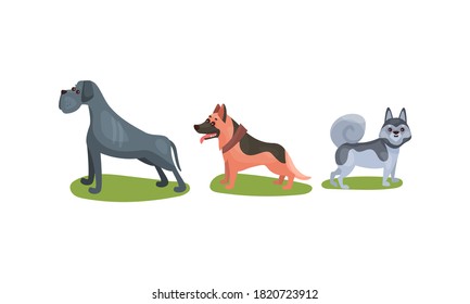 Purebred Dogs or Canine with Sheep Dog and Husky Standing on Green Lawn Vector Set