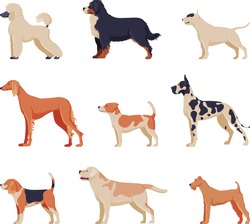Purebred Dogs Collection, Beagle, Dalmatian, Labrador, Poodle, Greyhound Pet Animals, Labrador Retriever, Fox Terrier Pet Animals, Side View Vector Illustration