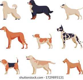 Purebred Dogs Collection, Beagle, Dalmatian, Labrador, Poodle, Greyhound Pet Animals, Labrador Retriever, Fox Terrier Pet Animals, Side View Vector Illustration