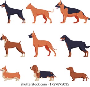 Purebred Dogs Collection, Doberman, American Bandog, German Shepherd, Boxer, Rottweiler, Welsh Corgi, Basset Hound, Dachshund Pet Animal, Side View Vector Illustration