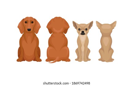 Purebred Dogs Sitting on Hind Legs Front and Back View Vector Set