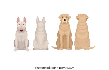 Purebred Dogs Sitting on Hind Legs Front and Back View Vector Set