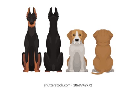 Purebred Dogs Sitting on Hind Legs Front and Back View Vector Set