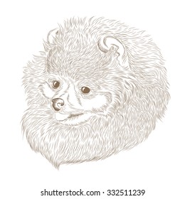 Purebred dogs. Spitz. Puppy in hand-drawn.