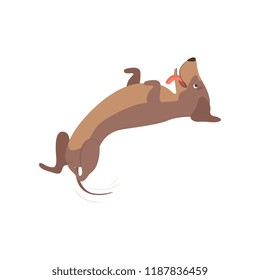 Purebred playful brown dachshund dog lying on his back vector Illustration on a white background