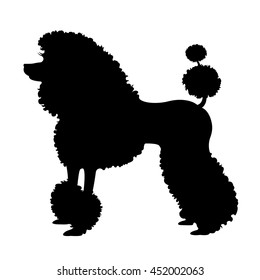 Purebred poodle dog, elite poodle with pedigree. Vector Illustration