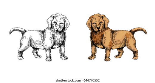 Purebred puppy. Vector illustration of a sketch on a pet theme. Isolated objects on white background
