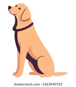 Purebred retriever sitting over white