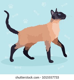 Purebred Siamese cat. Vector illustration.