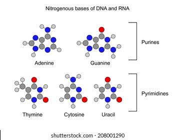 Purine and pyrimidine nitrogenous bases - structural chemical formulas, 2d illustration, isolated on white background, circles and sticks style, vector, eps 8