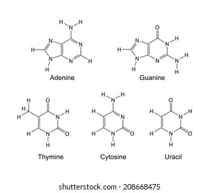 Purine and pyrimidine nitrogenous bases - structural chemical formulas, 2d illustration, isolated on white background, skeletal style, vector, eps 8