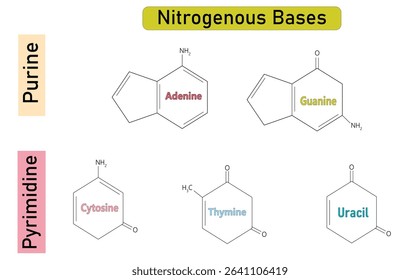 Purine vs Pyrimidine Bases - Molecular Structures. DNA and RNA Nitrogenous Bases: Adenine, Guanine, Cytosine, Thymine, Uracil