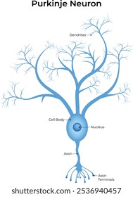 Purkinje Neuron Anatomy, Vector Illustration 