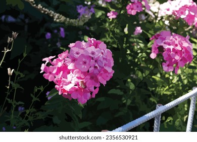 Purmerend, Netherlands, September 03.2023. Close up pink flower in public garden background blur low velocity vector illustration