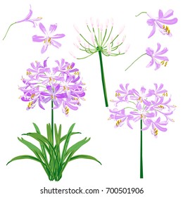 Purple agapanthus flower spring) for object. The flower is vector design with four blossom, three bouquet of agapanthus flower and leaf.  svg