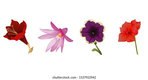 Purple Amaryllis. Purple Hatiora. Violet Petunia. Red Amaryllis. Vector illustration. Isolated illustration element. Floral botanical flower. Wild leaf wildflower isolated. Exotic tropical hawaiian.