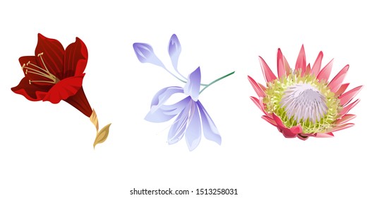 Purple Amaryllis. Violet Agapanthus Lily. Pink Protea. Vector illustration. Isolated illustration element. Floral botanical flower. Wild leaf wildflower isolated. Exotic tropical hawaiian jungle.