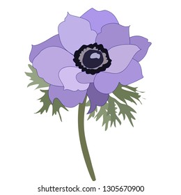Purple anemone flower vector isolated