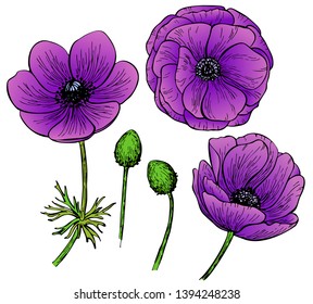 Purple anemone flowers isolated on white background. Set of elements. Vector illustration. Perfect for invitation, greeting card, fashion print, banner, poster for textiles, design.