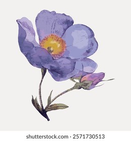 Purple anemone watercolor flower, vintage vector element. Purple botanical flower floral vintage illustration. Purple flower art drawing illustration, vector botanical artwork.