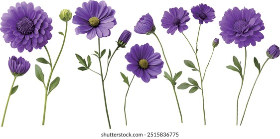 Purple aster collection, suitable for scrapbooking