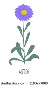 Purple Aster With Green Leaves On A White Background. Autumn Flowers. Vector Illustration