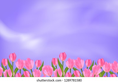 Purple Background with pink Tulips for Spring design with Flowers. Vector illustration.