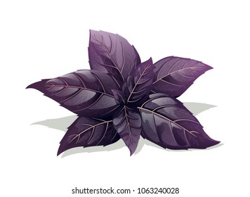 Purple Basil Isolated On White Background