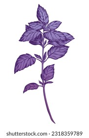 Purple basil isolated on white background. Basil spice illustration color engraving technique. Used for packaging, recipes, textiles, paper, food packaging, kitchen decor.