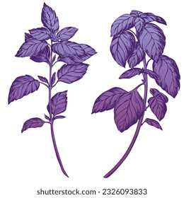 Purple basil isolated on white background. Basil spice illustration color engraving technique. Used for packaging, recipes, textiles, paper, food packaging, kitchen decor.