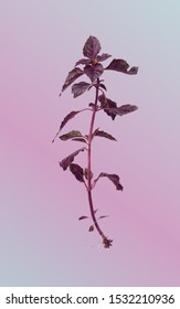 Purple Basil, lilac background, low polygon, plant design illustration, modern geometric graphics,vector.