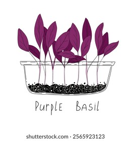 Purple basil micro greens. Organic raw vegan healthy food. Vegan dinner ingredient. Healthy nutrition herb spice vector illustration. Micro greens growning in a transparent container