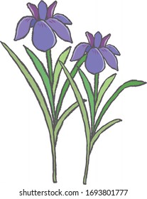 Purple beautiful iris. A vector illustration.