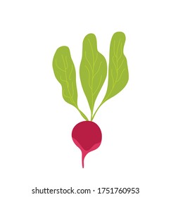 Purple beet cartoon style vector illustration. Autumn harvest time concept with fresh ripe organic vegetable. Farming, eco, food market design template